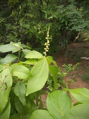 Mallotus philippensis