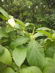 Mallotus philippensis