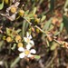 Leptospermum coriaceum - Photo (c) davidsando, μερικά δικαιώματα διατηρούνται (CC BY-NC), uploaded by davidsando