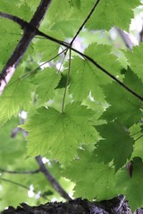 Acer ukurunduense