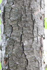 Acer ukurunduense
