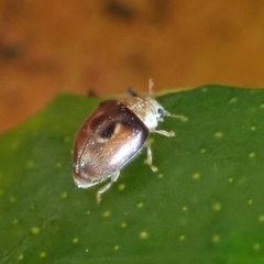 Clitostethus arcuatus