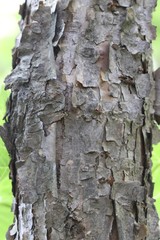 Acer ukurunduense