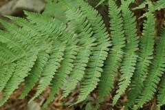 Dryopteris crassirhizoma