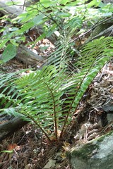 Dryopteris crassirhizoma