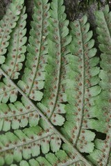 Dryopteris crassirhizoma
