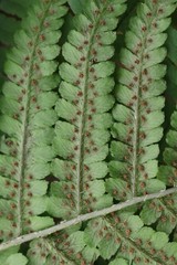 Dryopteris crassirhizoma