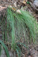 Carex callitrichos