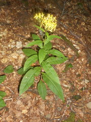 Senecio ovatus alpestris