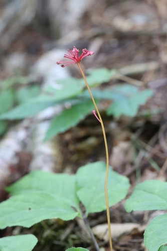 Chinese Ginseng (Panax ginseng)