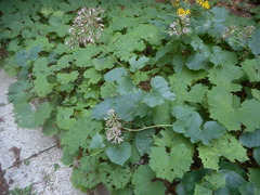 Adenostyles australis