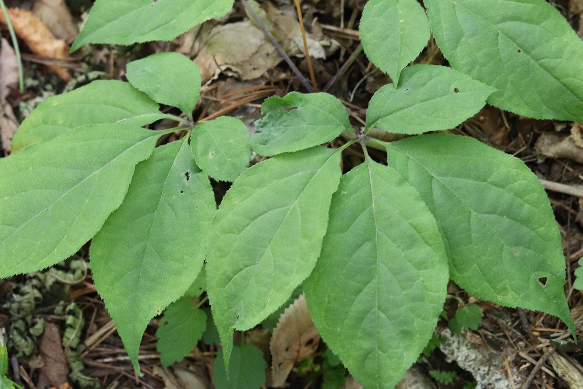Imagem de Ginseng
