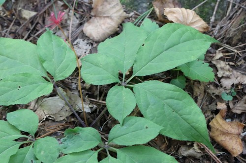 Panax ginseng, photograph 2