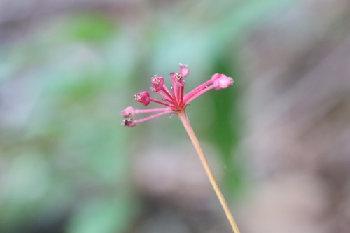 Panax ginseng, photograph 3