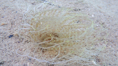 Pachycerianthus solitarius