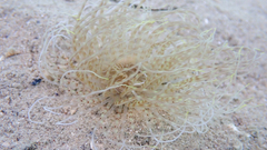 Pachycerianthus solitarius