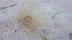 Pachycerianthus solitarius