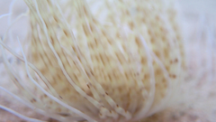 Pachycerianthus solitarius