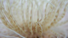 Pachycerianthus solitarius