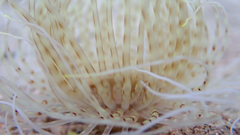 Pachycerianthus solitarius