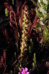 Alectra sessiliflora