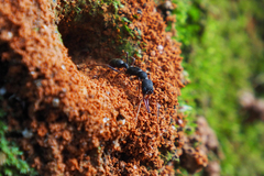 Harpegnathos venator