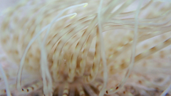 Pachycerianthus solitarius