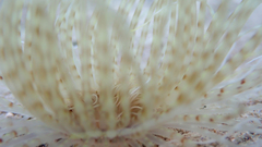 Pachycerianthus solitarius