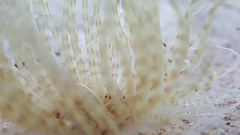 Pachycerianthus solitarius