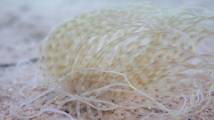 Pachycerianthus solitarius