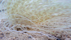 Pachycerianthus solitarius