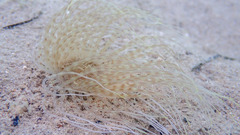 Pachycerianthus solitarius