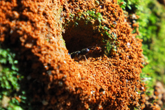 Harpegnathos venator