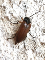 Cebrio