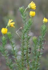 Euryops pinnatipartitus