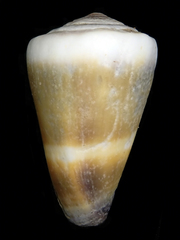 Conus muriculatus