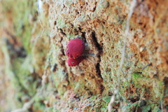 Parvixerocomus aokii
