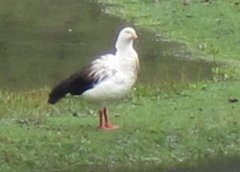 Oressochen melanopterus