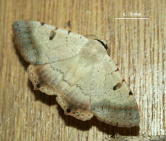 Ctenusa pallida