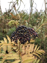 Sambucus ebulus