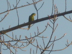 Psittacara holochlorus