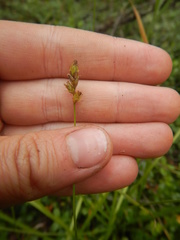 Carex pallida
