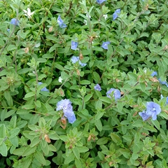 Evolvulus glomeratus