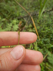 Carex pallida