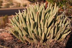 Machairophyllum albidum