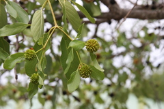 Mitragyna parvifolia