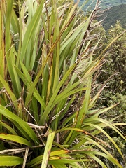 Phormium cookianum hookeri