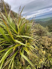 Phormium cookianum hookeri