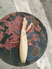 Mantis religiosa
