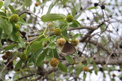 Mitragyna parvifolia